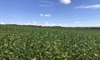 Imagem 2: Porto Amazonas - Plantando 100 alqueires