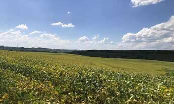 Imagem 7: Porto Amazonas - Plantando 100 alqueires