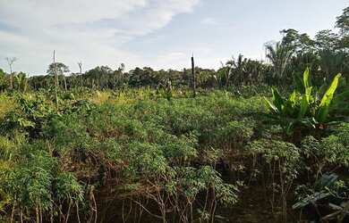 Imagem 4: Sitio medindo 450 de frente por 700 de fundo