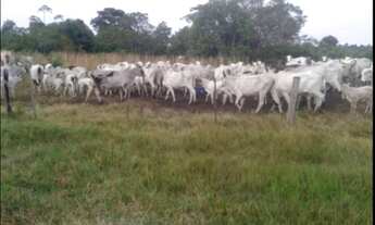 Imagem 7: Fazenda em Santo Antonio do leverger