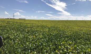 Imagem 6: Porto Amazonas - Plantando 100 alqueires