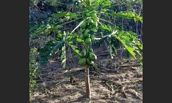 Imagem 3: Vende-se chácara de 7000 mts, Prox JD. Pimentel