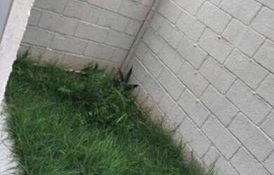 Imagem 2: Apartamento em Lauro de Freitas