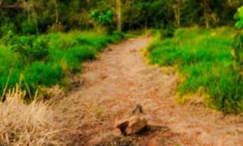 Imagem 6: Vendo ótimo terreno