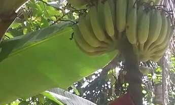 Imagem 5: Vendo essa chácara