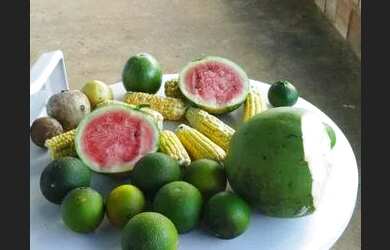 Imagem 2: Vende-se sítio em Matriz de Camaragibe