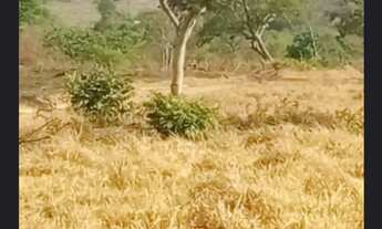 Imagem 4: A&M IMOVEIS VENDE FAZENDA COM 277HECTARES EM NIQUELANDIA