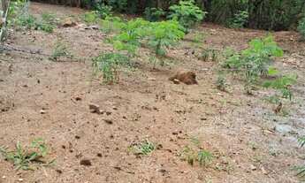 Imagem 3: Vendo ou troco Terreno / lote com venda por R$55.000