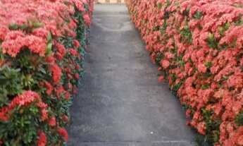 Imagem 7: Casa no cidade nova