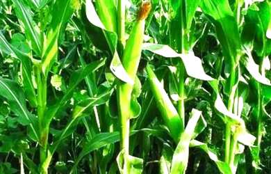 Imagem 6: Fazenda, Sítio, Chácara