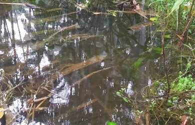 Imagem 2: Vende se terreno medindo 100x150m