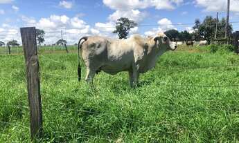 Imagem 3: Fazenda em formosa g.o 1.000 alqueirão 180.000.000.00 ( lean