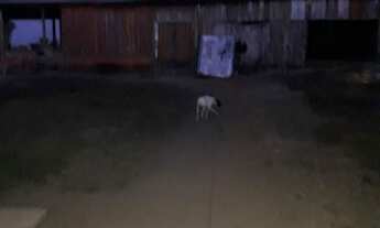 Imagem 2: Vende-se sítio no reassentamento Santa Rita