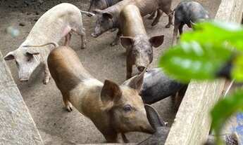 Imagem 2: Chácara Excelente 1,16 Alqueires, Bela Vista de Goiás