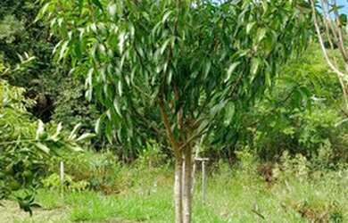 Imagem 8: Venda ou troca Chácara com venda por R$100.000