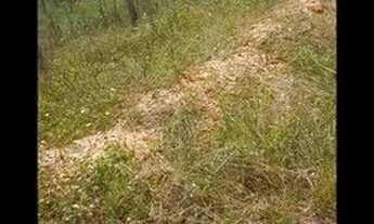 Imagem 2: Vendo lote em salgado 15 mil