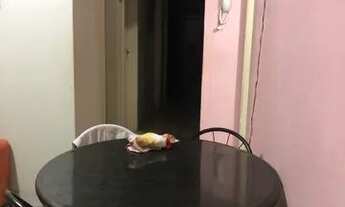 Imagem 2: Vaga para menina em apartamento na Boa Vista