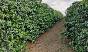 Imagem 7: Sítio 65 mil pes de café