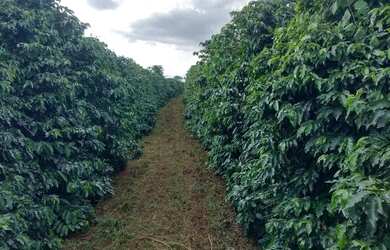 Imagem 3: Sítio 65 mil pes de café