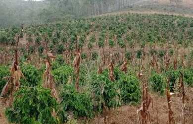 Imagem 4: Chácara em São Roque Maravilha - Alfredo Chaves