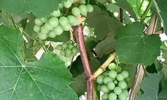 Imagem 6: Casa Condominio fechado vale dos pássaros