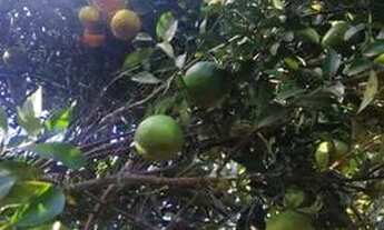 Imagem 5: Chácara próximo a Anápolis 2.500 metros