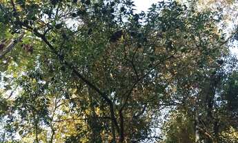 Imagem 5: Sítio taquara Chácara com venda por R$54.000