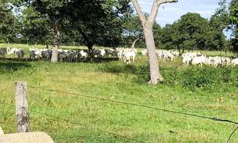 Imagem 3: Fazenda na região de Aruanã no estado de Goiás