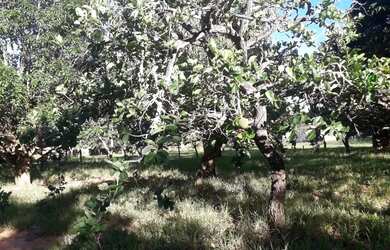 Imagem 7: Terreno/lote/chácara