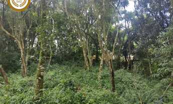 Imagem 6: SAO ROQUE - Terreno residencial - CAMPININHA (CANGUERA