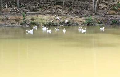 Imagem 3: Sitio em São Pedro de Alcântara