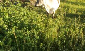 Imagem 2: Sítio, ótimo investimento,20 hectares