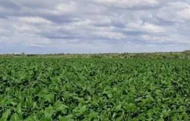 Imagem 4: Fazenda/sítios/chácaras com 3 dormitórios à venda em Dois Irmãos Do Tocantins