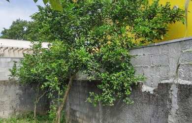 Imagem 4: ÓTIMO TERRENO, 230M², GOLFINHOS - CARAGUATATUBA/SP