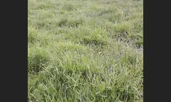 Imagem 5: SÍTIO Fazenda / sítio com venda por R$120.000