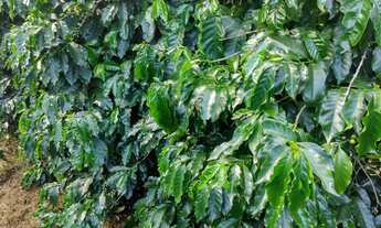 Imagem 4: Sítio 65 mil pes de café