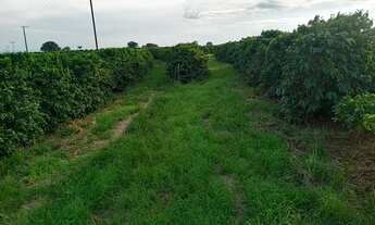 Imagem 6: Sítio 100% café produzindo