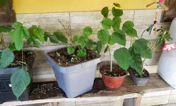 Imagem 5: Vende linda chacara próxima a ipatonga