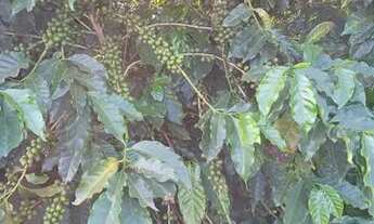 Imagem 4: Sítio 100% café produzindo