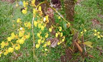 Imagem 4: Vendo chácara em guaratuba