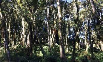 Imagem: Terreno à Venda no bairro Floresta em Gramado!