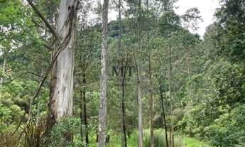 Imagem 2: Sítio bairro Jammerthal, Picada Café.RS REF: 249