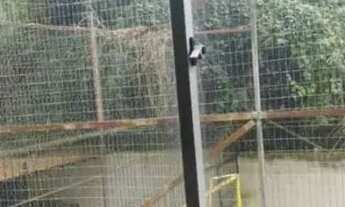 Imagem 2: IMPERDÍVEL - TAQUARA 2 QTOS - COND BOSQUE ACÁCIAS