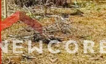 Imagem: Lote em Alameda dos Pinheiros - Cidade Jardim