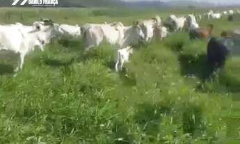 Imagem 4: Vende-se excelente Fazenda no município de Presidente Kennedy - ES