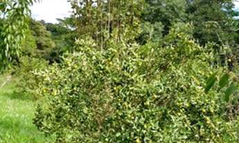 Imagem 5: Venda ou troca Chácara com venda por R$100.000