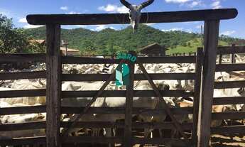 Imagem 6: Fazenda em Arrais