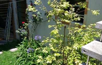 Imagem 3: CASA TÉRREA - JARDIM MARAJOARA - SP