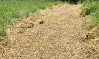 Imagem 4: Terreno barato fique atento