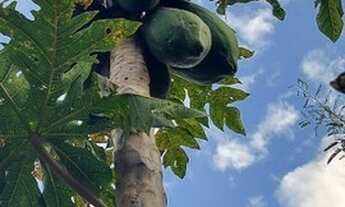 Imagem 4: Excelente Chácara 3.000m², com piscina á venda no Setor Marajoara - Luziânia/GO